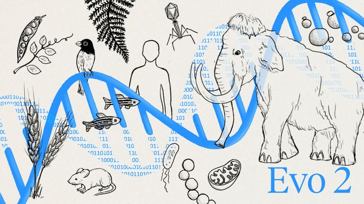 Evo 2 AI: Modeling the Genetic Code Across All Domains of Life