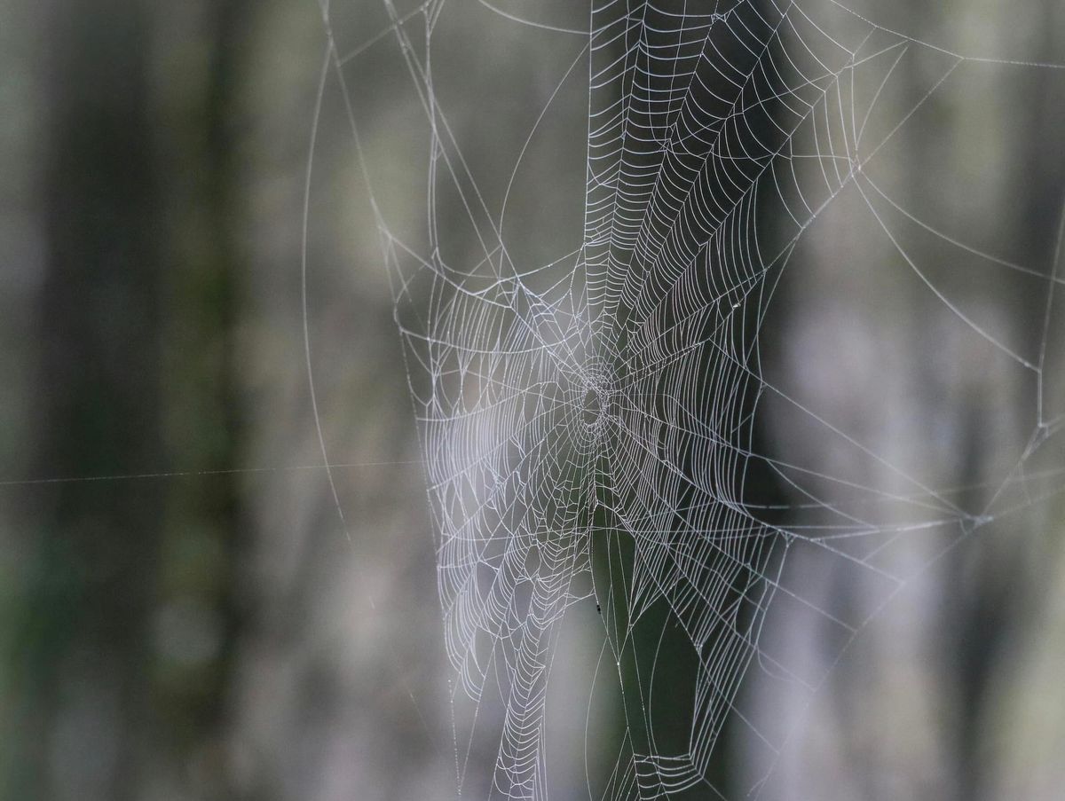 Criminal use the dark web to sell their illegal wares on hidden marketplaces (Photo by Nikola Tomašić on Unsplash)