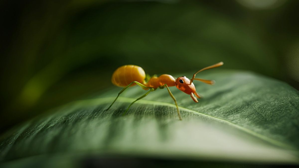 Fire Ant is believed to be linked to the Chinese state - although Beijing has explicitly denied being linked to the threat actor (Image: Unsplash)