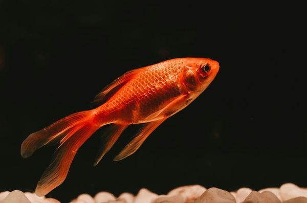 Why better short-term memory is the key to smarter AI