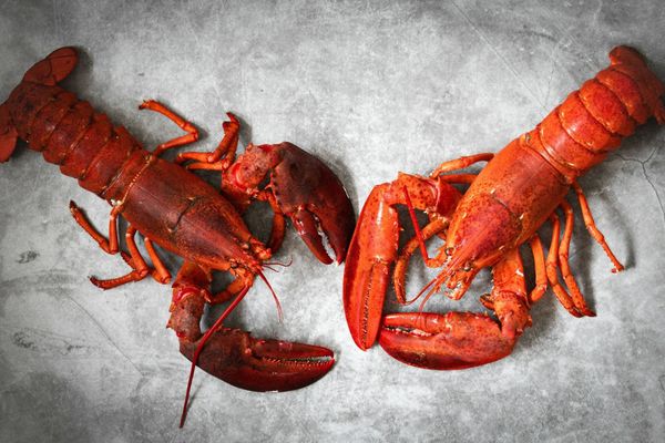 OpenClaw is an open-source autonomous AI agent which uses a lobster as its logo 