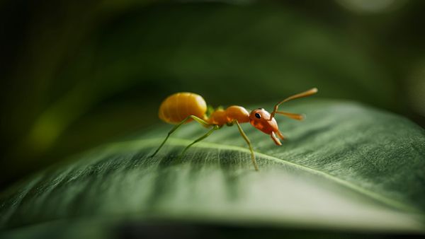 Fire Ant is believed to be linked to the Chinese state - although Beijing has explicitly denied being linked to the threat actor (Image: Unsplash)