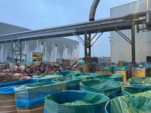 At an Iowa pork plant, piles of dead pigs and wafting sulphur dioxide
