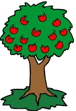 Apple tree