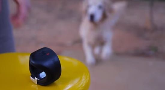 “狗狗吃了會開心”的巴西寵物飼料BR4Dogs，製作能計算“開心指數”的狗狗穿戴裝置。裝置能感應狗狗開心時尾巴搖擺的次數，並回傳分析結果到主人手機上，有趣的創意加上可愛的狗狗，吸引大量網路分享討論