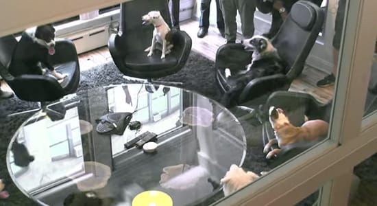 美國寵物食品Dogswell，發起”狗狗佔領辦公室“活動，壓力大的辦公室，同事們看見狗狗到來瞬間笑開懷，證明狗狗有減壓的”療癒功力“，吸引愛狗人士分享討論，成功行銷自家品牌
