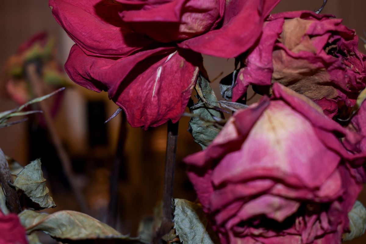 [GR02.01] roses, indoors, Venice