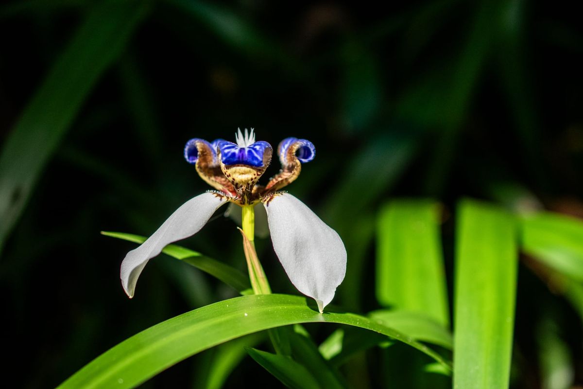 [GR02.07] I don't know what kind of flower this is