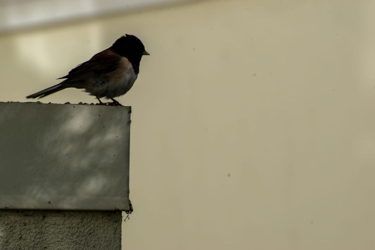 See a good bird