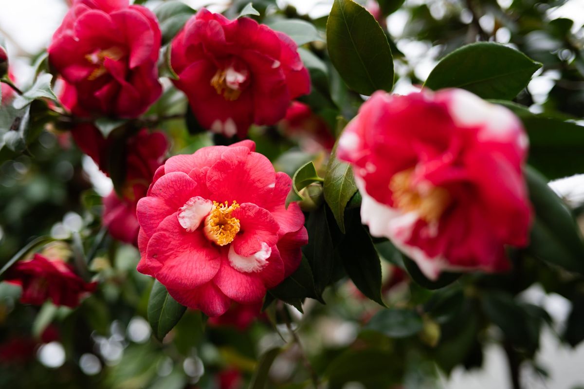 [GR02.05] camellias, several