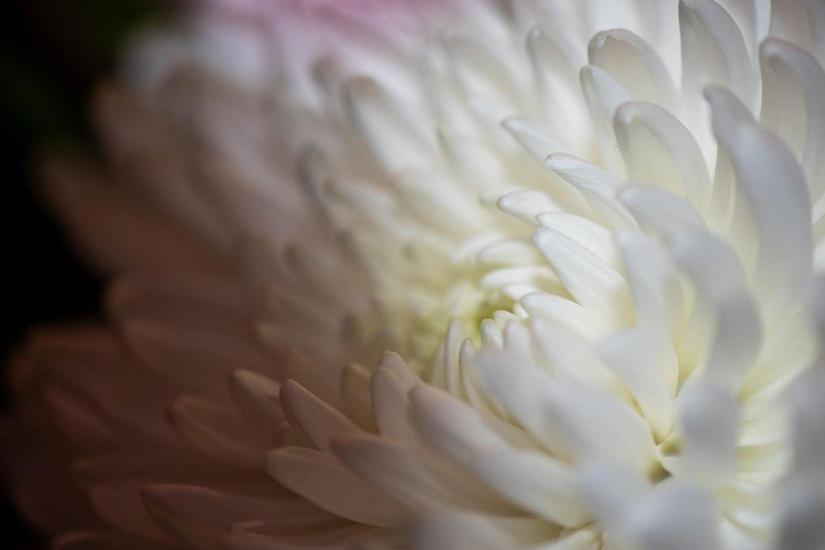 [GR02.09] chrysanthemum