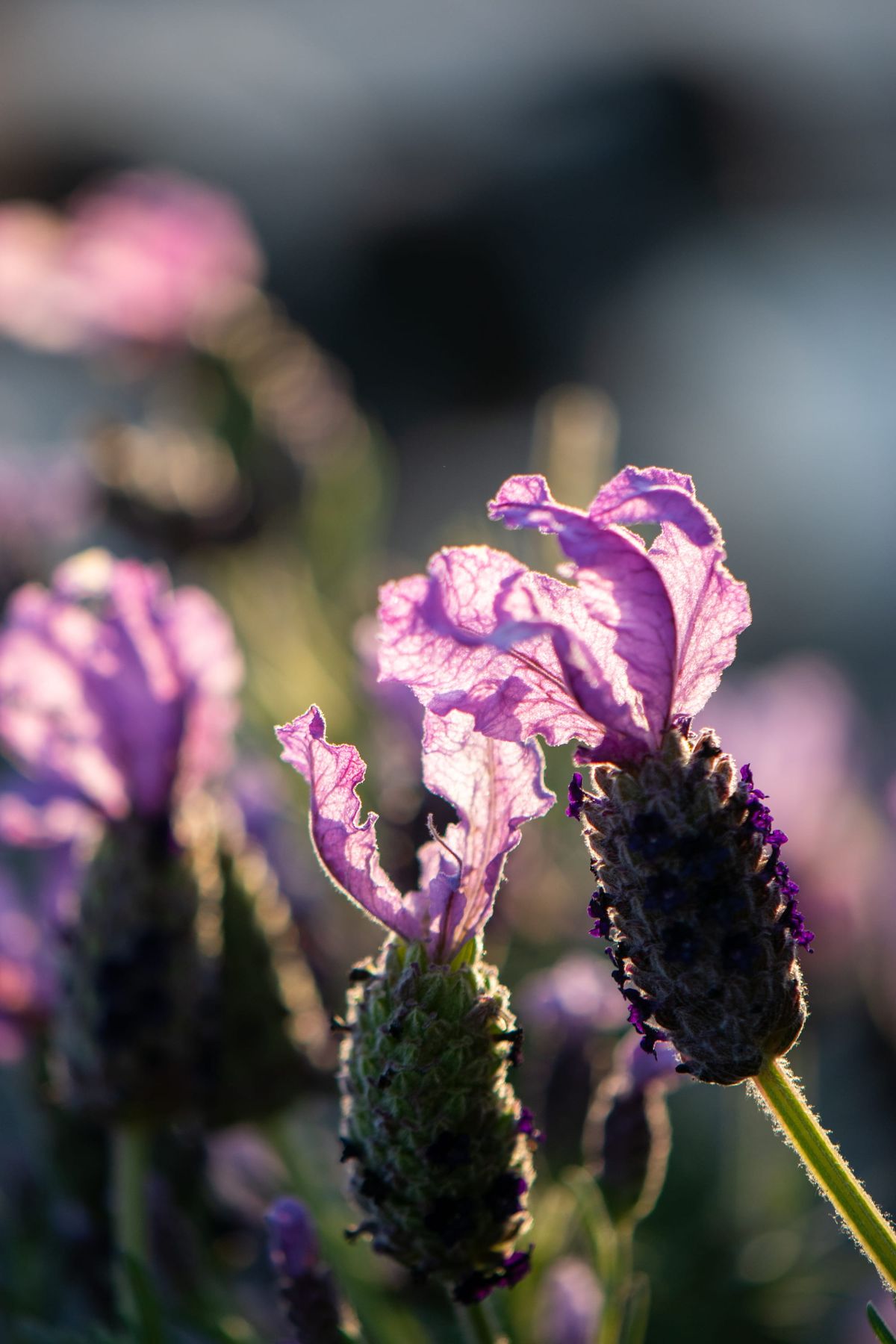 [GR02.11] lavender, I think