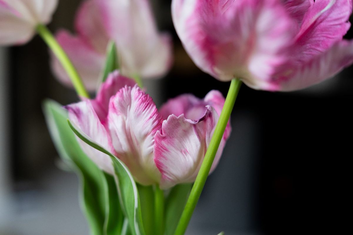 [GR02.12] kitchen tulips, again