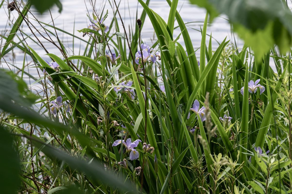 [GR02.13] lake irises