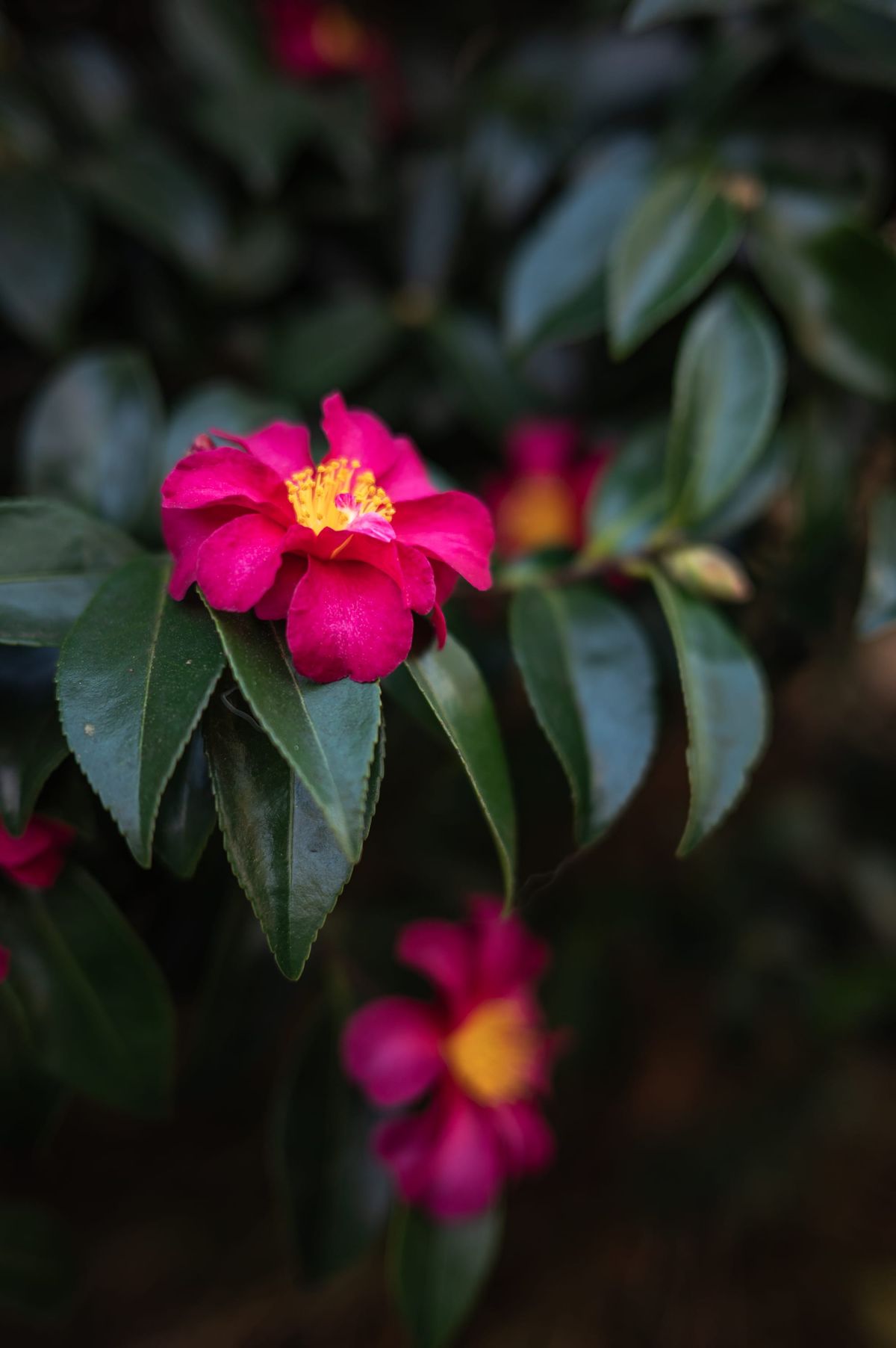 [GR02.16] one more camellia