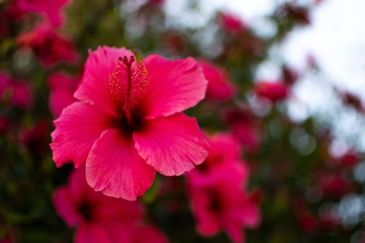[GR02.03] hibiscus