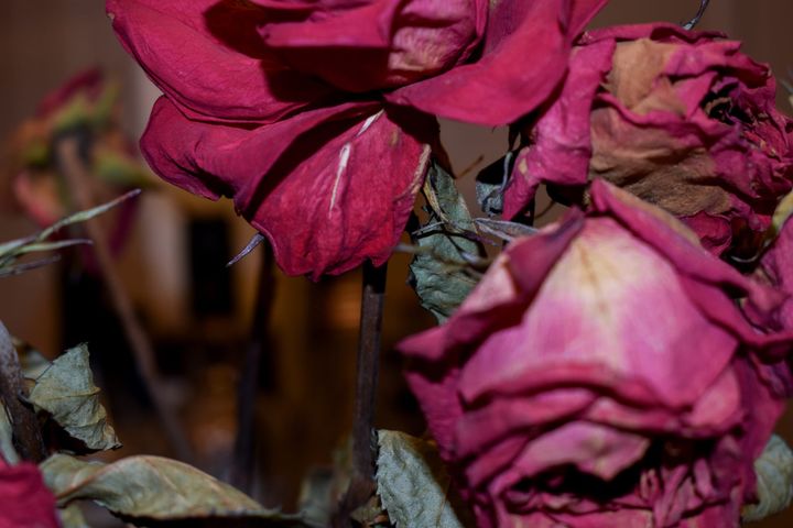 [GR02.01] roses, indoors, Venice