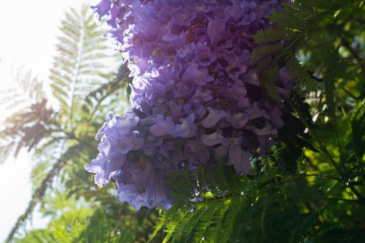 [GR02.04] jacaranda