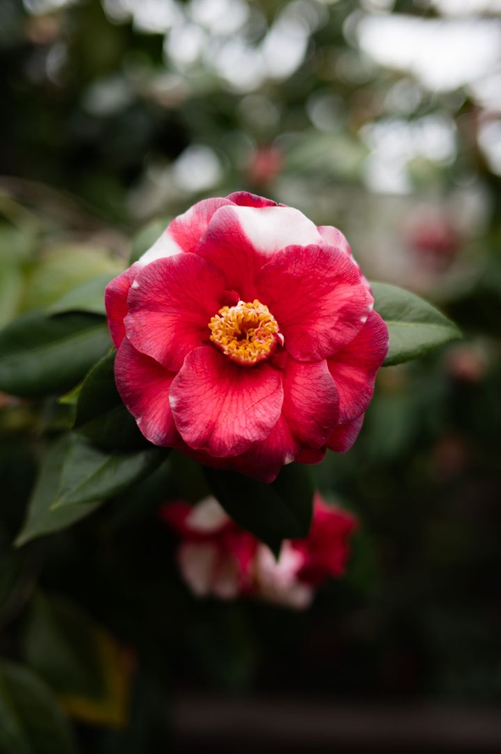 [GR02.06] camellia, single