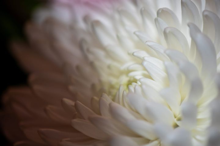 [GR02.09] chrysanthemum