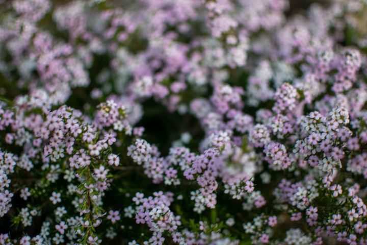 [GR02.10] tiny pink flowers