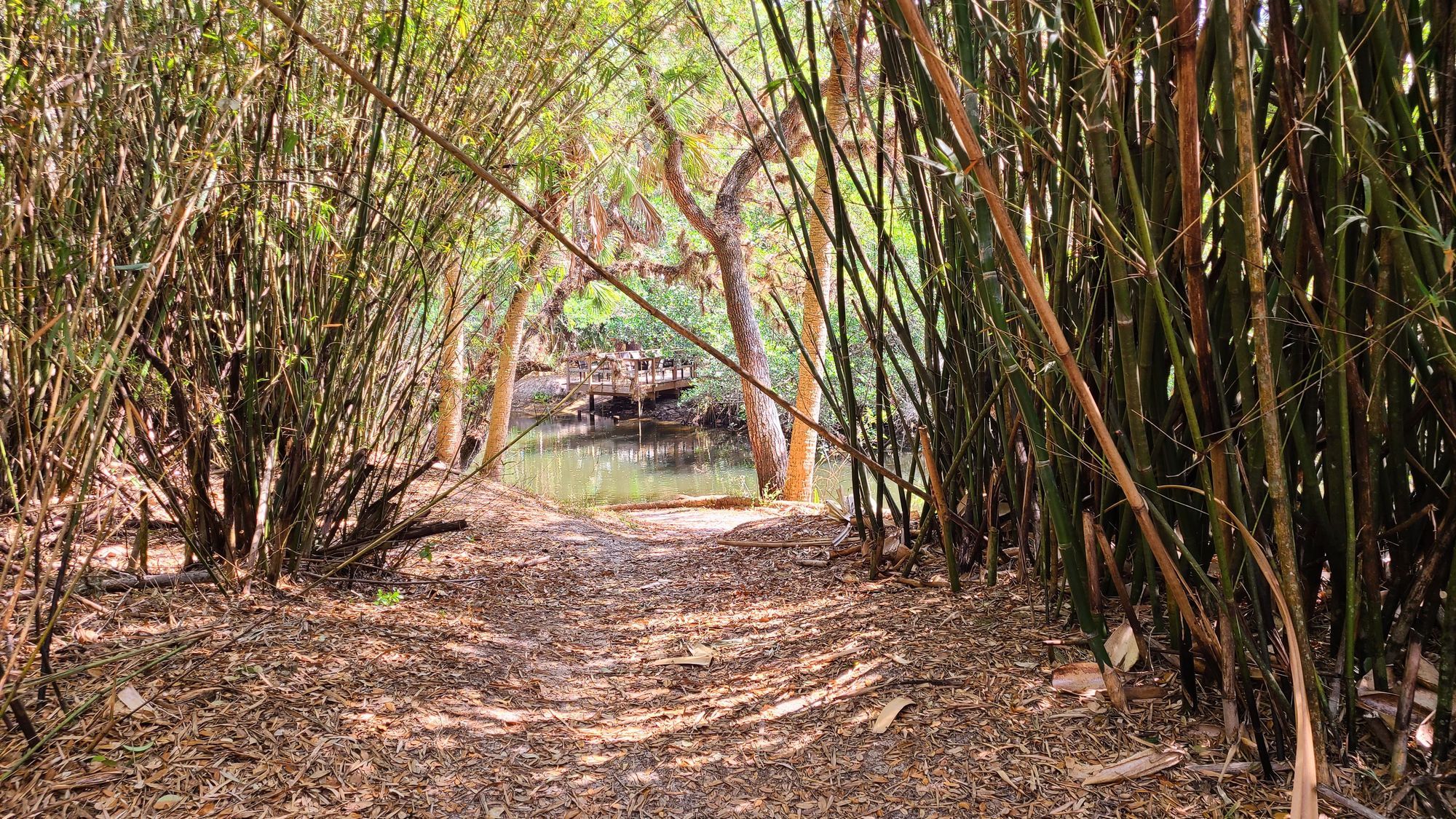 Bamboozled at Koreshan State Park