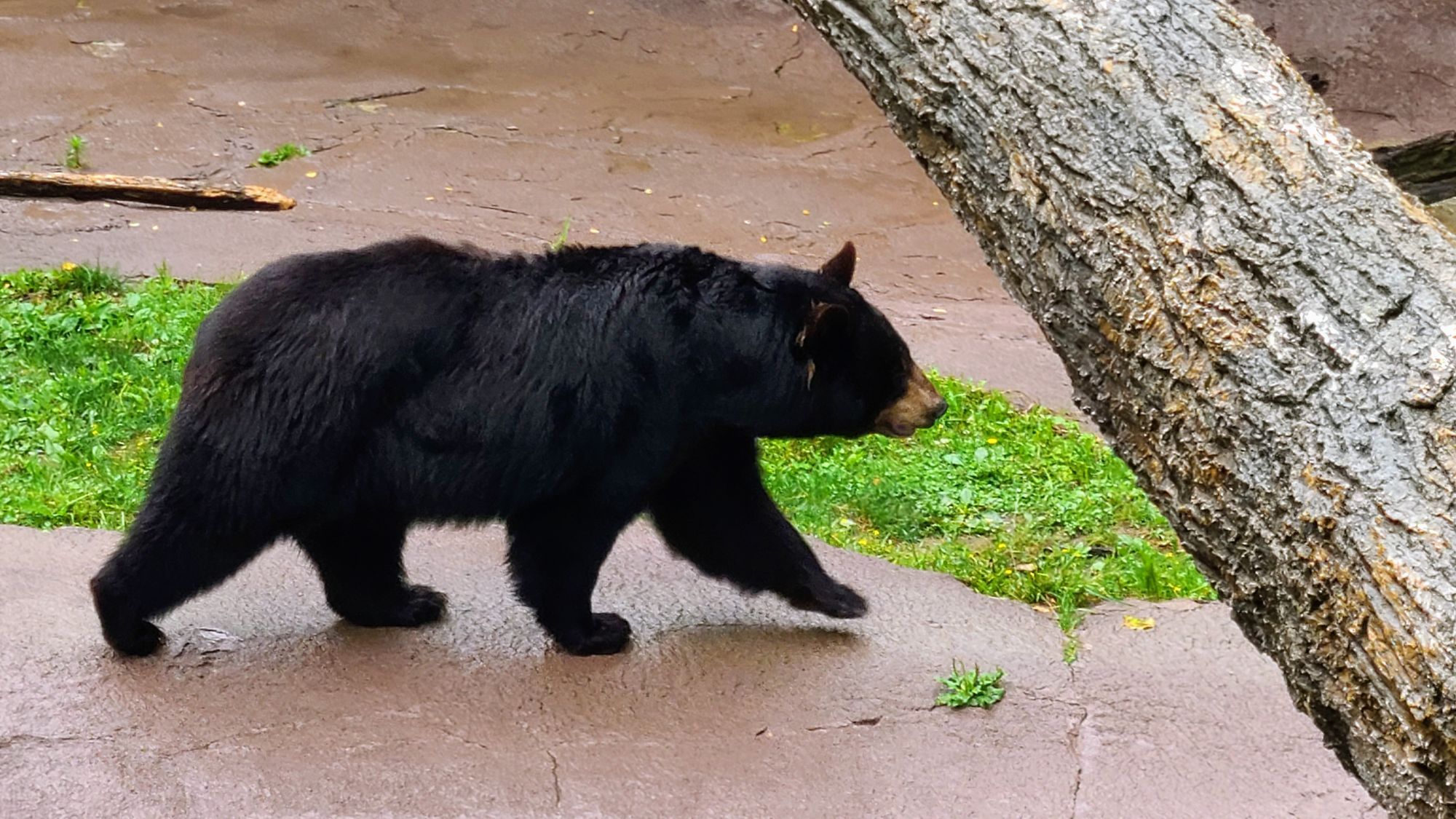 Fireflies, Deer, and Bears: Oh My! Wildlife in Great Smoky Mountains National Park