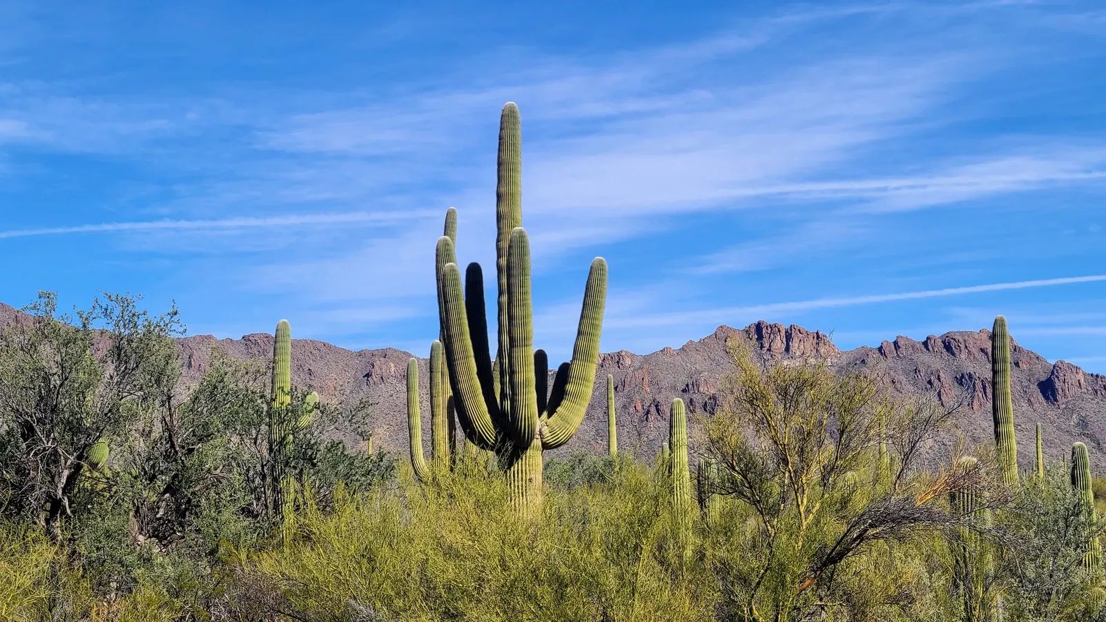 The Sonoran Desert: Saguaros and Beyond