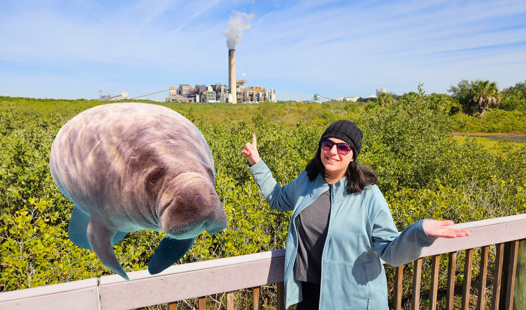 Manatees seek out this strange spot in the winter