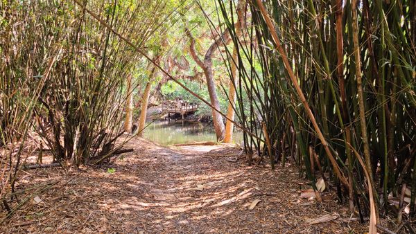 Bamboozled at Koreshan State Park