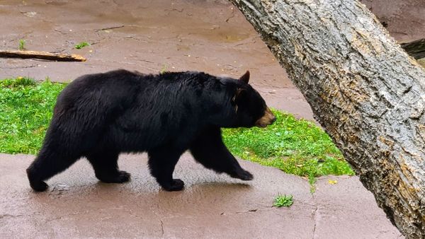 Fireflies, Deer, and Bears: Oh My! Wildlife in Great Smoky Mountains National Park