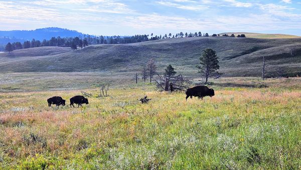 Black Hills and Beyond: Custer State Park Wildlife Loop, Hikes, and Reptile Gardens