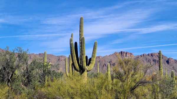 The Sonoran Desert: Saguaros and Beyond