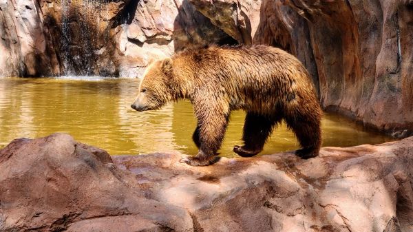 The Wild Side of Williams, AZ