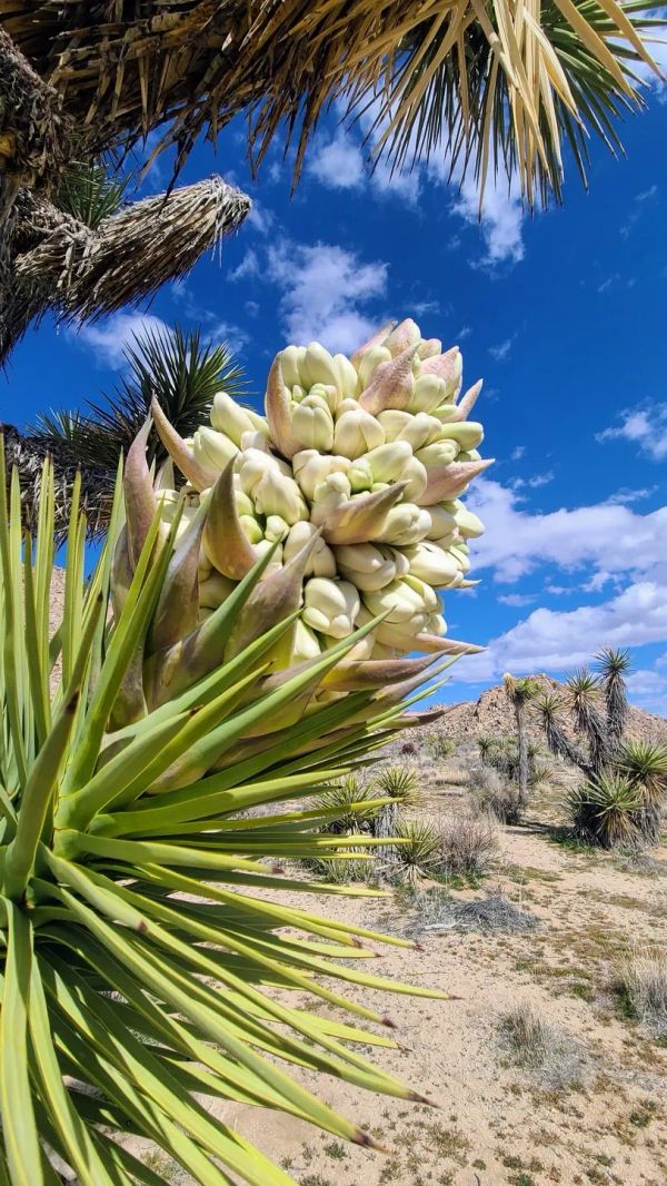 Blooms Galore at Joshua Tree National Park