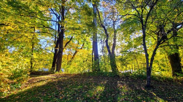 Campground Review: Buckaloons Recreation Area, Allegheny National Forest