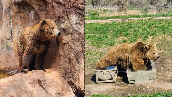 Bearizona vs. Yellowstone Bear World: Battle of the drive-thru zoos