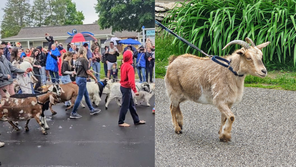 We went to a goat parade!