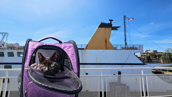 We took our cat on a ferry!