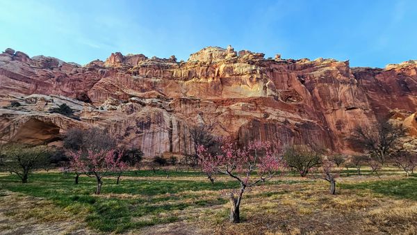 The Utah Redemption Tour: The Largest Historic Orchard in a National Park