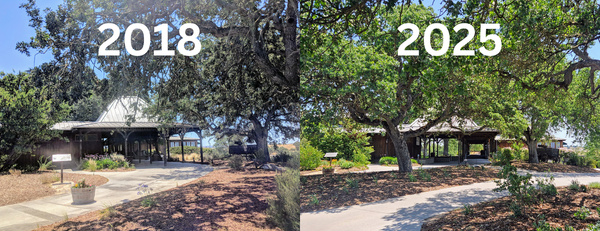 Reliving pastimes in Paso Robles