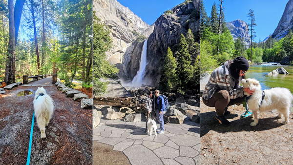 Dog-friendly Yosemite adventures