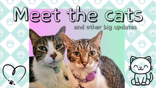 Join us live tonight! Meet the cats (and other big updates)