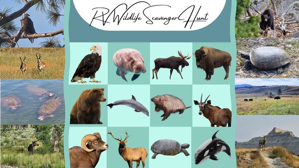 4 years to complete Wildlife Bingo!