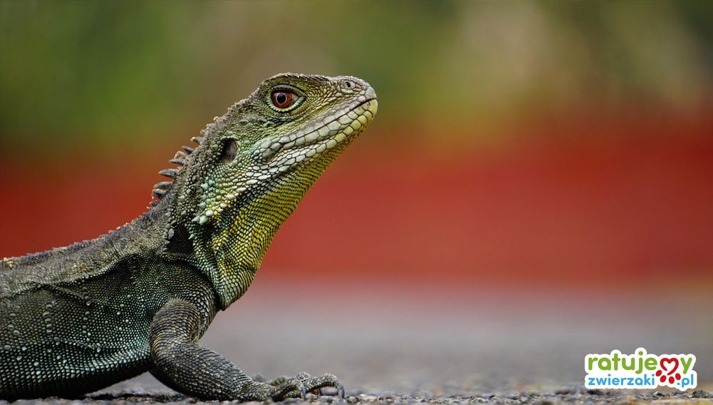 Poznaj organizacje zwierzęce, ratujące gady!