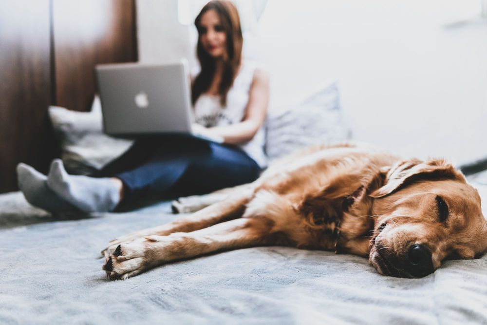 Zostań Pomocną Firmą i sprawdź, jak możesz pomagać zwierzakom jako firma!
