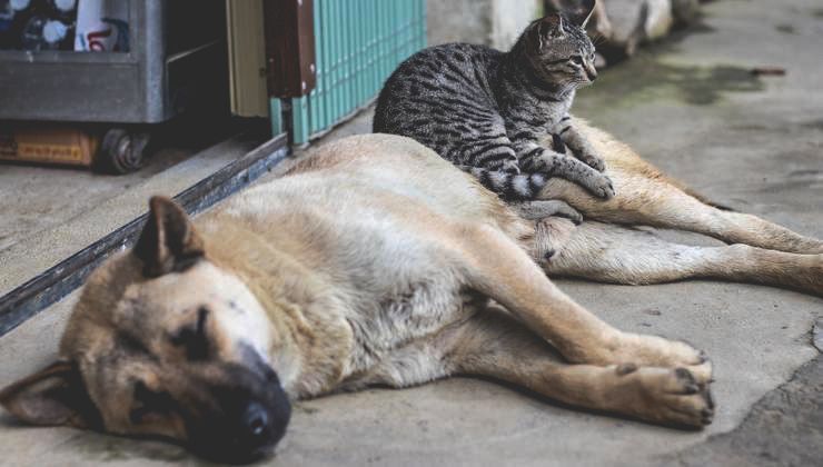 500 000 zł dla prawie 200 organizacji zwierzęcych! Jak to możliwe? Sprawdź!