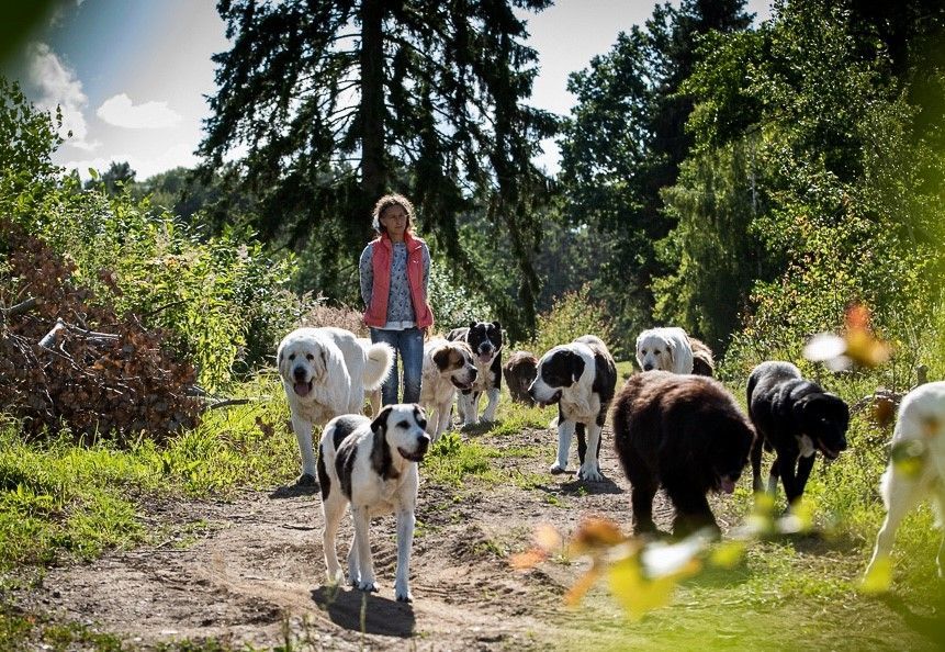 Poznaj największe psiaki z portalu RatujemyZwierzaki.pl!