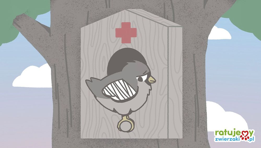 Znalazłeś ranne, dzikie zwierzę. Jak możesz pomóc?