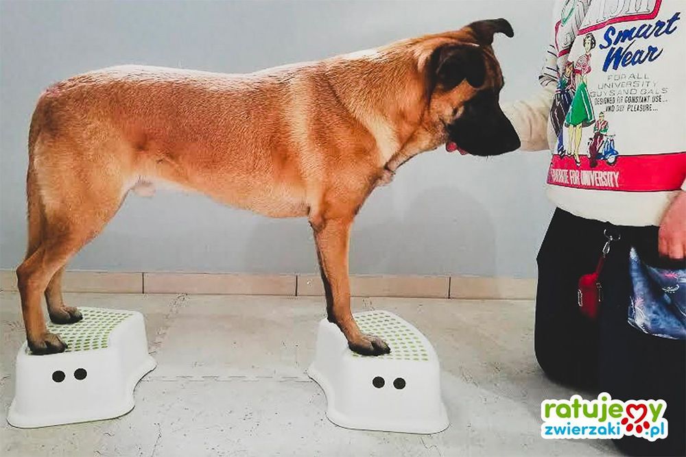 W zdrowym ciele zdrowy duch! Czyli czym jest zoofizjoterapia